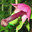 Flor de poronga