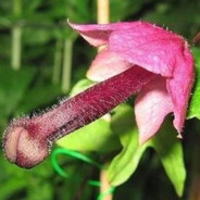 Flor de poronga