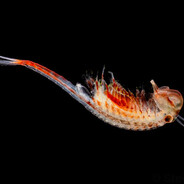Fairy shrimp