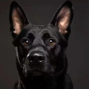 叙利亚在逃黑狗