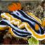 Boxing Nudibranch