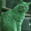 Green Cat