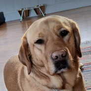 Quakie