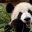 Pandadude