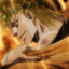 Dio Brando