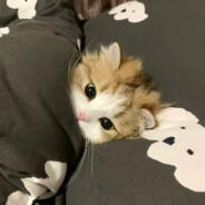 牛子天上飞你在地下吹