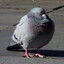 Pigeon Gris CO2