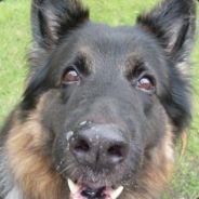 Stiggy - steam id 76561197961553102