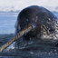 Narwhal Subduer