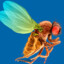 drosophila