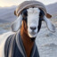 Taliban Goat