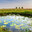pond