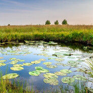 pond