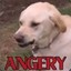 ANGERY DOGGO