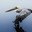 A Perfectly Perched Pelican