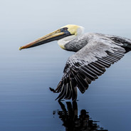 A Perfectly Perched Pelican