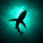 Lil Sharky