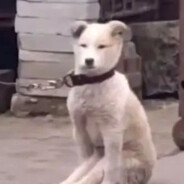 阿鸡我们还会再见吗