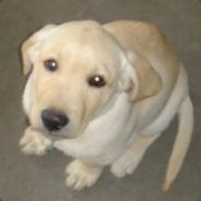 Thizzy Mcguire - steam id 76561197961159827