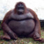 780 pound orangutan
