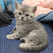 导师对她的毕设惊了