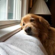 又翻车了，还是那个弯