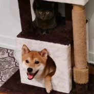 发财爱吃锅包肉