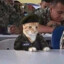 Gato do Fallen