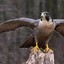 Fearless Falcon
