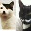 Normal Cats