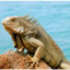 Sea_Iguana