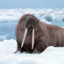 Walrus