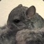 A Fluffy Chinchilla|M3RG3R|