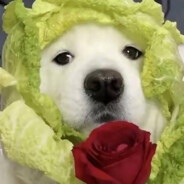 梁山好汉芙蓉王源