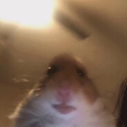 Hamster