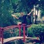 Cheung