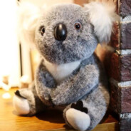 Dr.Koala