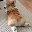 Corgieiei