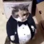 Gato elegante