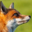 Renard des Surfaces