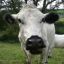 My Cow