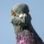 bald pigeon