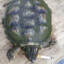 The_smoking_Turtle