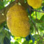 Jakao