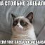 Funny Cat ツ