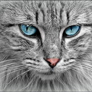 Avatar Tailwind CSS Component