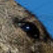 MarvinMarmot avatar