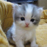 a+d hero n1ktys666 - steam id 76561199445564103