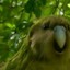 kakapo