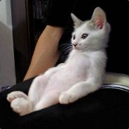 okilla - steam id 76561197961195324